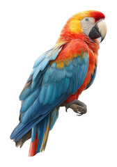 Obraz premium Colorful scarlet macaw parrot portrait tropical habitat wildlife vivid environment cut out png