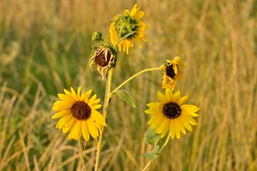 ‘’Texas Maximilian Sunflowers Through the Stages of Bloom’’