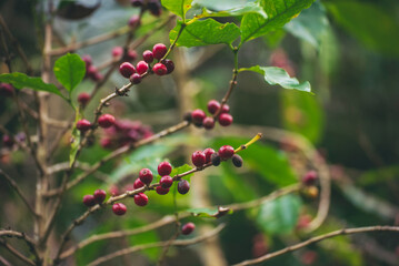 Ripe Red coffee bean berry plant fresh seed coffee tree growth in green eco organic farm. Close up...