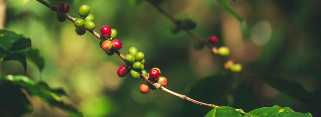 Banner coffee bean berry plant fresh seed. panoramic Ripe Red coffee tree growth green eco organic farm. Banner red ripe seed robusta arabica berries harvest coffee garden. Coffee bean tree copy space