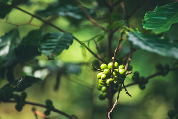 Green coffee bean berry plant fresh raw seed coffee tree growth in eco organic farm. Close up Green...