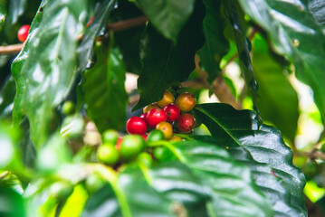 Ripe Red coffee bean berry plant fresh seed coffee tree growth in green eco organic farm. Close up...