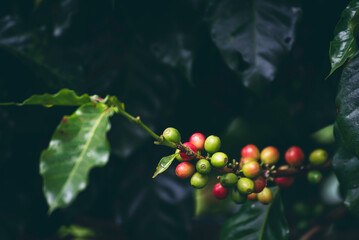 Ripe Red coffee bean berry plant fresh seed coffee tree growth in green eco organic farm. Close up red ripe seed robusta arabica berries harvest for  coffee garden. Fresh coffee bean green leaf bush