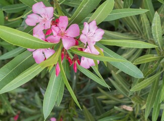 Beautiful blooming oleander bush in the garden. Pink flowers among thick lush green foliage. Blooming oleander.