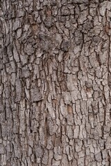 Texture of rough tree bark. Wood background.