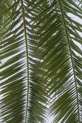 Fototapeta premium Tropical palm frond structure with sunlight penetrating through foliage
