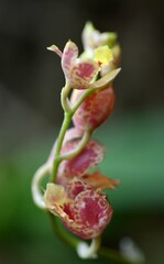 Mini orchid flower buds close up