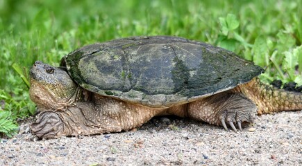 Snapping turtle on the side of the road 