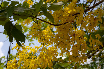  bright yellow flowers cascading from a Golden Shower tree (Cassia fistula). The long, pendulous racemes of blooms are interspersed with green leaves