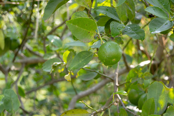 close-up shot of a single, green Kaffir lime (Citrus hystrix or Makrut lime) growing on a branch amidst lush green leaves.