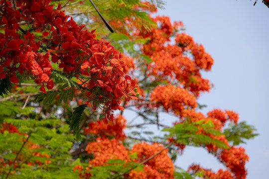 Fototapeta bright orange-red flowers of the Flamboyant tree (Delonix regia), also known as Royal Poinciana or Flame tree.