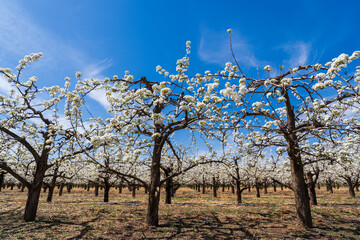 Pear flowers bloom in spring