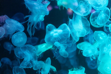 Glowing colourful Jellyfish in a Neon Aquarium