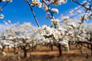 Pear flowers bloom in spring