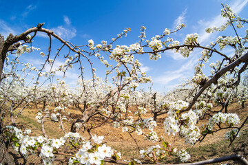 Pear flowers bloom in spring