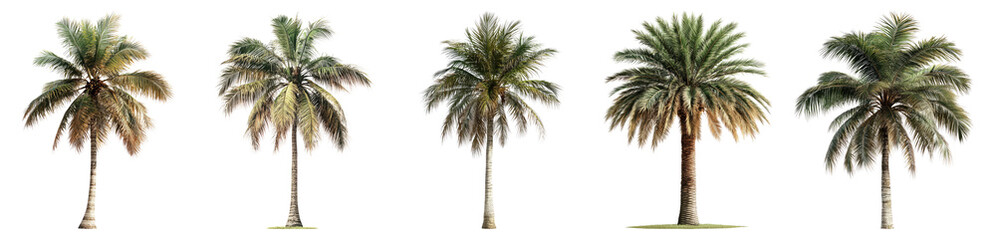 Collection of Tropical Palm Trees with Lush Green Foliage Display