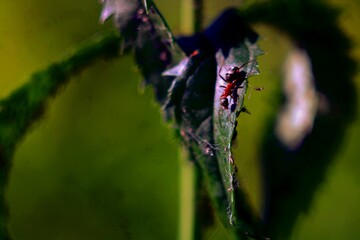 spider on a leaf