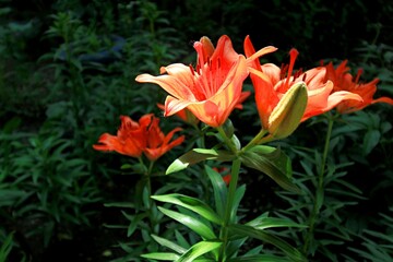 Obraz premium red and yellow tulip