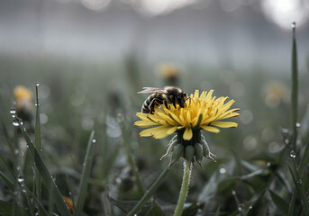 Macro Shot of Wild Bee Pollinating Spring Blossoms with Dew and Sunlight