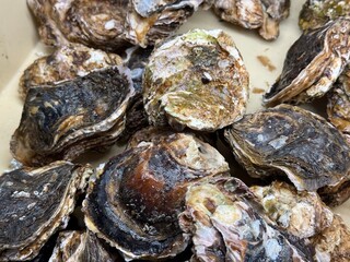 日本の夏の味覚　大きな岩ガキ