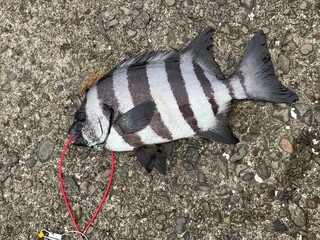 四国の高知県で釣った石鯛