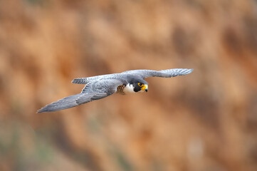 adult peregrine falcon flying fast and close by at eye level over the Pacific ocean with nice color background in Los Angeles