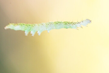 A green, translucent caterpillar dangling from a thread at Paynes Creek Historic State Park in Florida