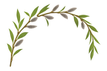 Obraz premium Curving willow branch displaying soft catkins and verdant foliage, forming organic frame against clean transparent backdrop