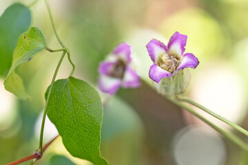 A wildflower in the genus Clematis found within Paynes Creek Historic State Park in Hardee County, Florida. Please check with an expert for exact species ID.