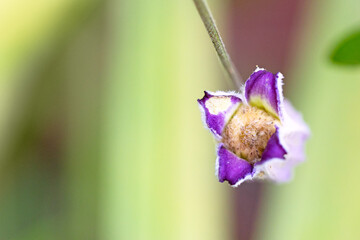 A wildflower in the genus Clematis found within Paynes Creek Historic State Park in Hardee County,...