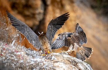 A pair of juvenile peregrine falcons fighting over food and trying to land in Los Angeles