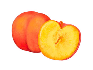 スモモ（1個と断面）