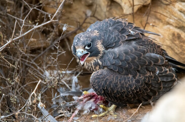 Juvenile peregrine falcon eating a meal up close to the camera in Los Angeles