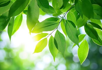 Sunlight Illuminating Lush Green Leaves