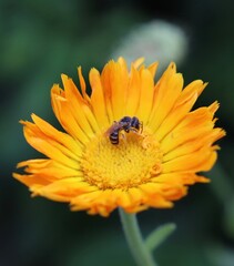 bee on flower