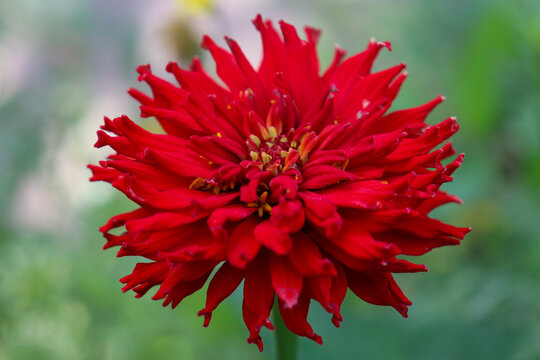 red dahlia flower