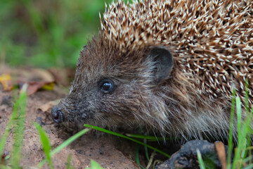 hedgehog outside in the green grass