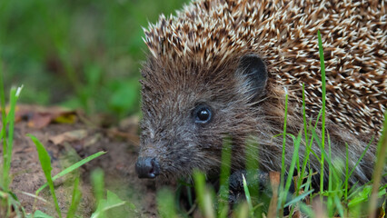 hedgehog outside in the green grass