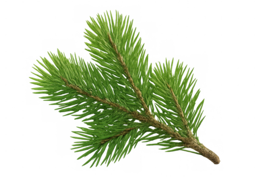 Realistic pine branch isolated on transparent background, ideal for christmas, holiday, or nature-themed projects