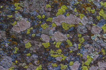 lichen on stone