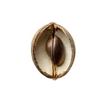 Emotive language decoder the size of a seed, isolated with white background