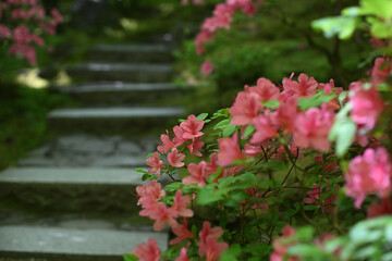flowers in a garden