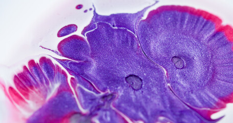 Paint spatter. Liquid splash. Purple red acrylic dye glitter drop on white abstract wet background. Art pigment water defocused blend.