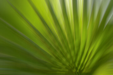 green palm leaf