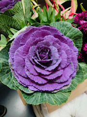 Obraz premium Purple cabbage