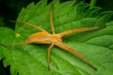 Macrophotography of a Nursery Web Spider (Pisaura mira) on a green leaf in nature.