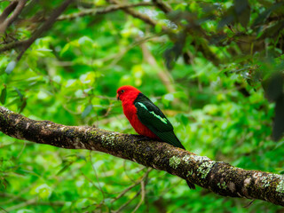 Lone King Parrot Glows In The Light