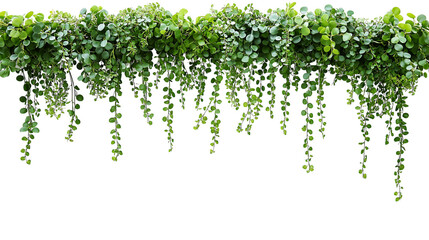 Green succulent leaves hanging vines ivy bush climbing epiphytic plant (Dischidia sp.) after rain in tropical rainforest garden isolated on white background, nature backdrop with clipping path.