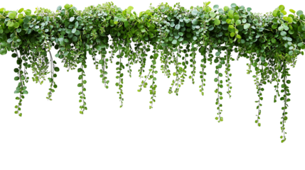 Green succulent leaves hanging vines ivy bush climbing epiphytic plant (Dischidia sp.) after rain in tropical rainforest garden isolated on white background, nature backdrop with clipping path.