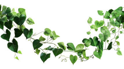 Bush grape or three-leaved wild vine cayratia (Cayratia trifolia) liana ivy plant bush, nature frame jungle border isolated on white background, clipping path included
